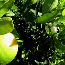 Citrus x sinensis 'Cara Cara'  - Oranger Cara Cara rustique