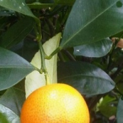 Citrus x sinensis 'Navelina' 