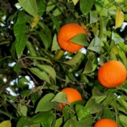 Citrus x sinensis 'Navelina' 
