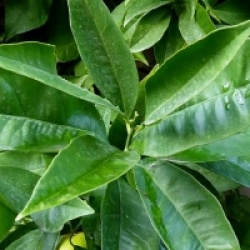 Citrus x sinensis 'Navelina' 