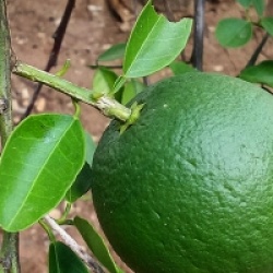 Citrus x sinensis 'Navelina' 