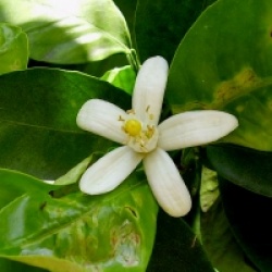 Citrus x sinensis 'Ambersweet'