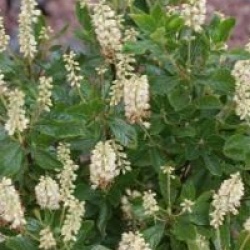 Clethra alnifolia 'Sixteen Candles'