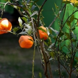 Citrus x sinensis 'Ambersweet'