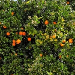 Citrus x sinensis 'Ambersweet'