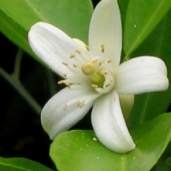 Citrus x sinensis navel 'Chocolate' 