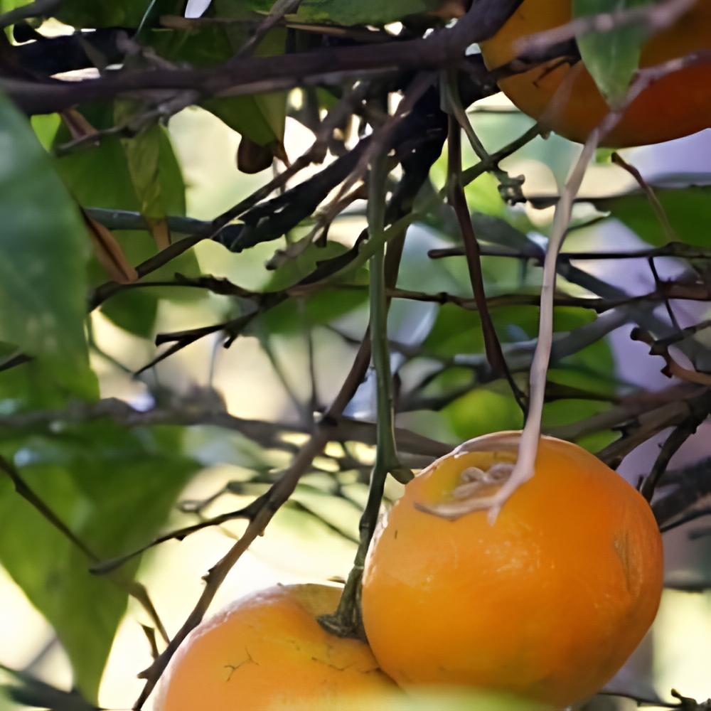Citrus x sinensis navel 'Chocolate'  - Oranger navel Chocolat rustique