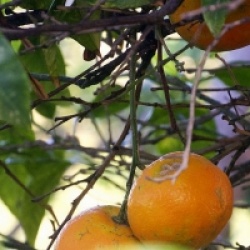 Citrus x sinensis navel 'Chocolate' 