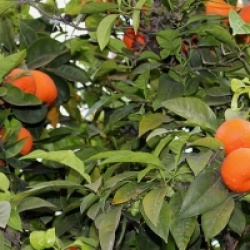 Citrus x sinensis navel 'Chocolate' 