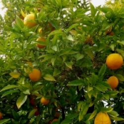 Citrus x sinensis navel 'Chocolate' 