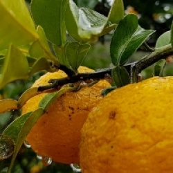 Citrus x junos - Yuzu du Japon rustique