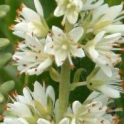 Clethra alnifolia 'Sixteen Candles'