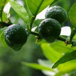 Citrus sudachi - Lime Sudachi rustique