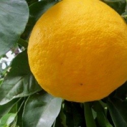Citrus wilsonii