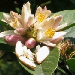 Citrus wilsonii