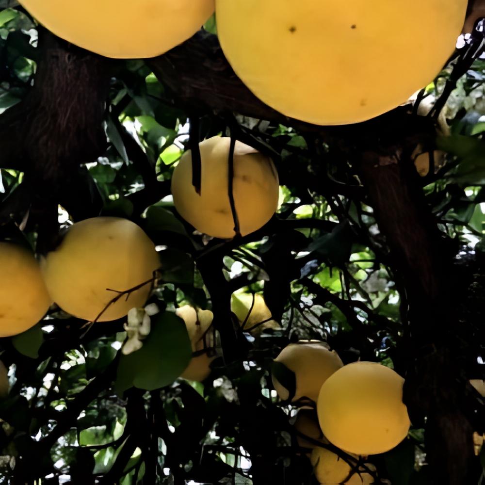 Citrus obovoidea - Pomelo Kinkoji rustique