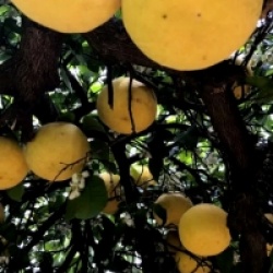 Citrus obovoidea - Pomelo Kinkoji rustique