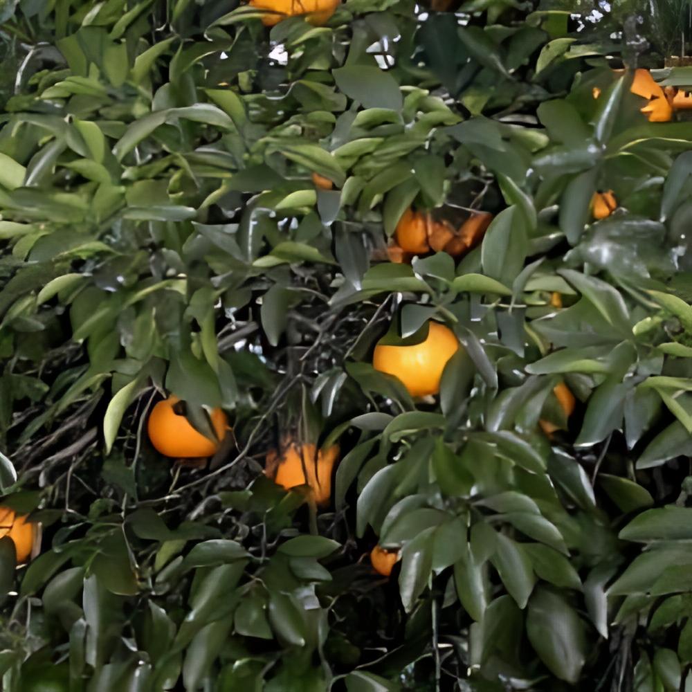 Citrus natsudaidai - Pomelo Natsudaidai rustique