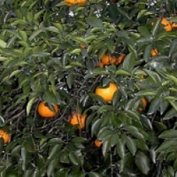 Citrus natsudaidai - Pomelo Natsudaidai rustique