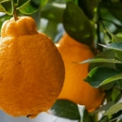 Citrus x tangor Shiranui
