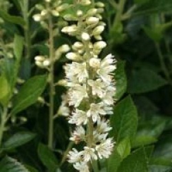 Clethra alnifolia 'Sixteen Candles'