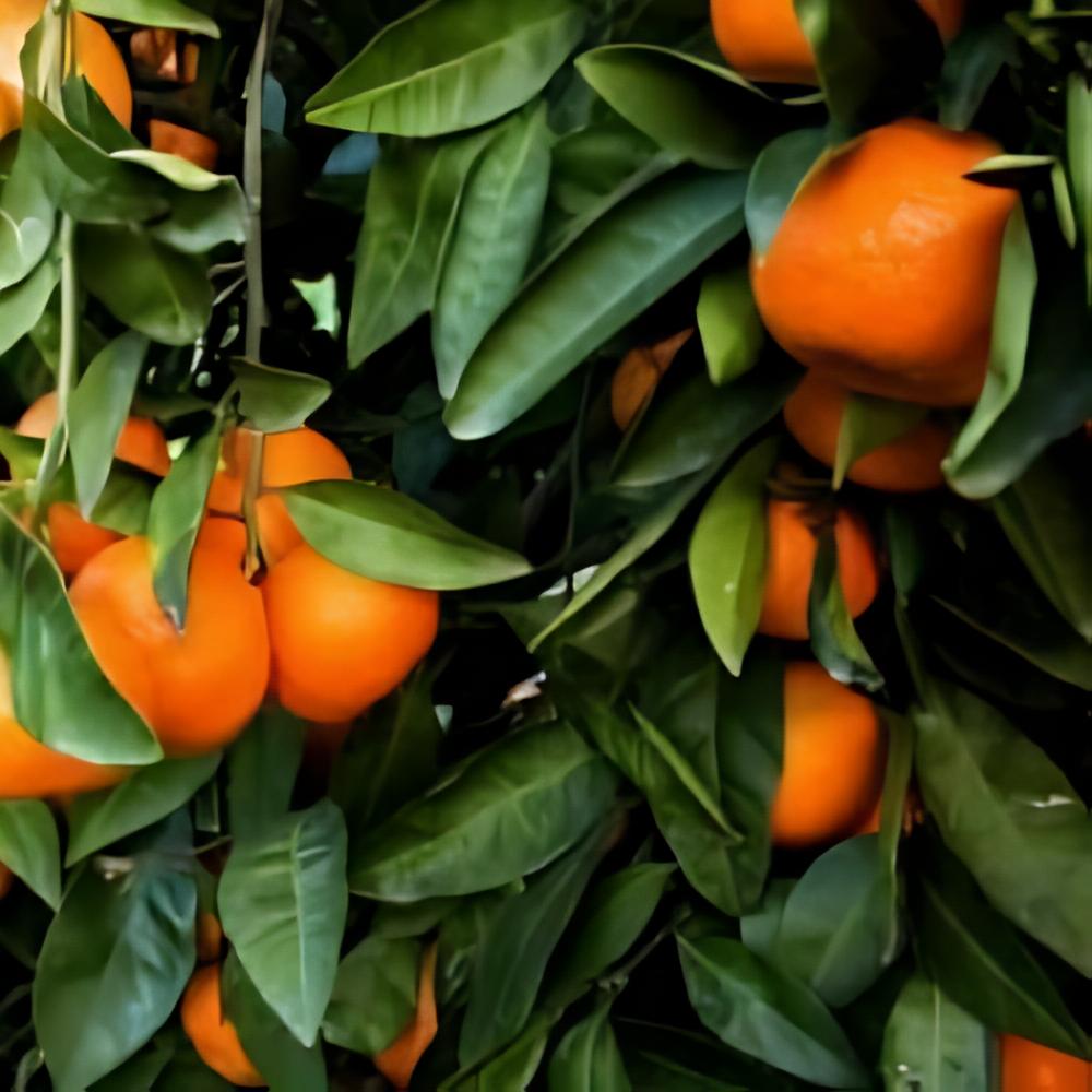 Citrus x tangor Shiranui - Mandarine Shiranui / Dekopon rustique