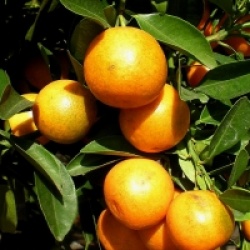 Fortunella crassifolia 'Meiwa' - Kumquat Meiwa rustique