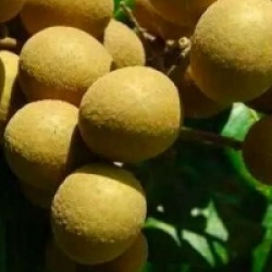 Dimocarpus longan - Longanier / �il du dragon