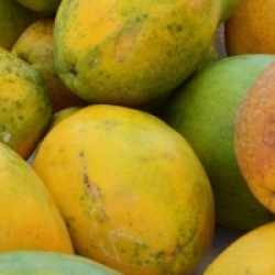 Carica papaya 'Alicia'