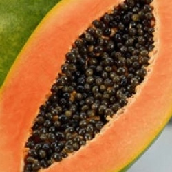 Carica papaya 'Caballero'
