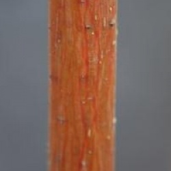 Acer davidii 'Georges Forrest'