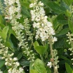 Clethra alnifolia 'Sixteen Candles'
