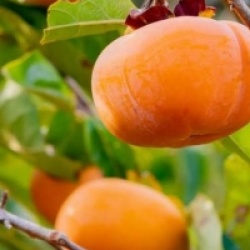 Diospyros virginiana 