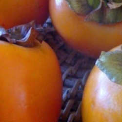 Diospyros kaki 'Rojo Brillante' Persimon�