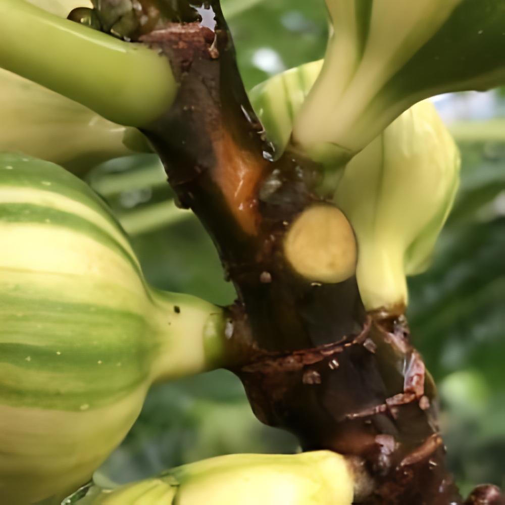 Ficus carica 'Striped Tiger' - Figuier � fruits panach�s