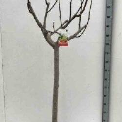 Ficus carica 'Breva'