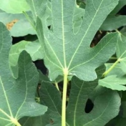 Ficus carica 'Breva'