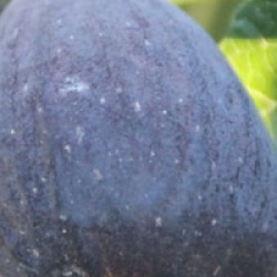 Figuier � fruits noirs