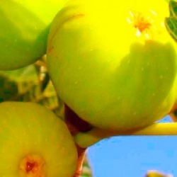 Ficus carica 'Col de Dame Blanc'