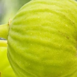 Figuier Napolitana blanc