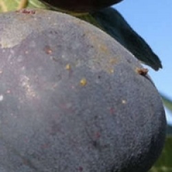 Ficus carica 'Napolitana Negra'