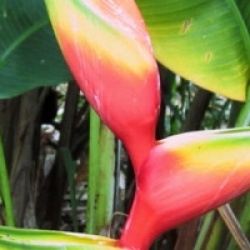 Heliconia bihai 'Nappi'