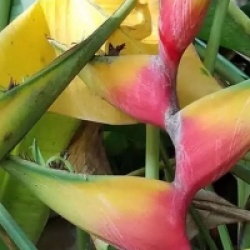 Heliconia bihai 'Nappi'