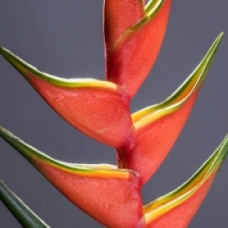 Balisier Peachy Orange-Red