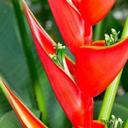 Heliconia bihai 'Peachy Red'