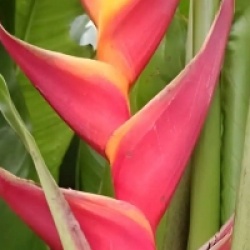 Heliconia bihai x caribaea 'Kawauchi' - Balisier Kawauchi