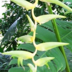 Heliconia chartacea 'Meeana Yellow'