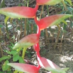 Heliconia chartacea 'Morning Mist' - Balisier Morning Mist