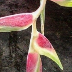 Heliconia chartacea 'SanRafael'