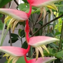 Heliconia chartacea 'Sexy Cat' - Balisier Sexy Cat